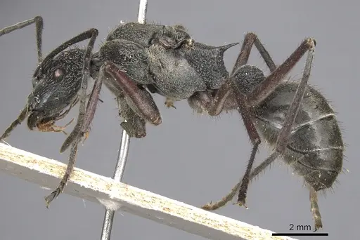 Polyrhachis bubastes specimen CASENT0901817 image casent0901817_3