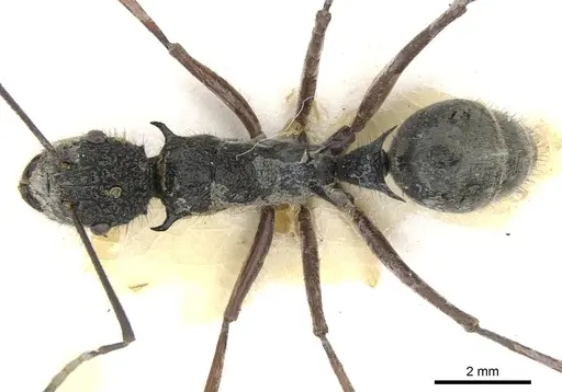 Polyrhachis bubastes specimen CASENT0903364 image casent0903364_1