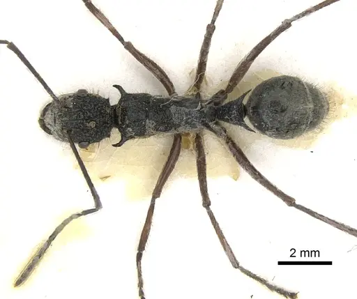 Polyrhachis bubastes specimen CASENT0903364 image casent0903364_2