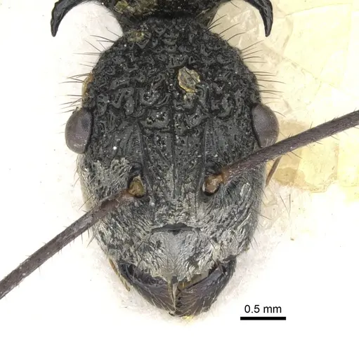 Polyrhachis bubastes specimen CASENT0903364 image casent0903364_3