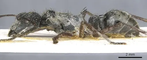 Polyrhachis bubastes specimen CASENT0903364 image casent0903364_4