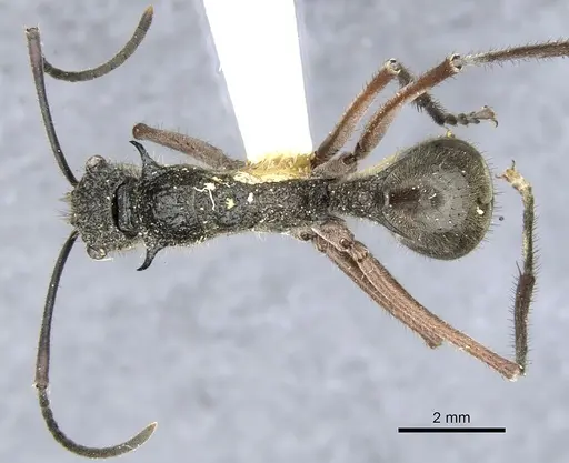Polyrhachis bubastes specimen CASENT0903365 image casent0903365_1