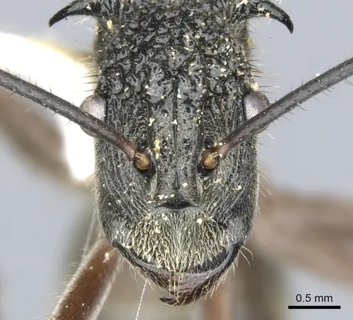 Polyrhachis bubastes specimen CASENT0903365 image casent0903365_2