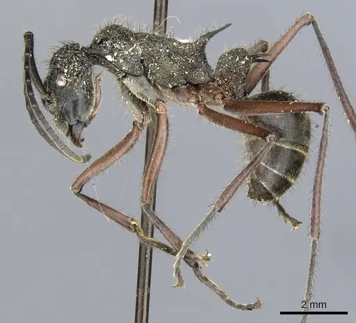 Polyrhachis bubastes specimen CASENT0903365 image casent0903365_3
