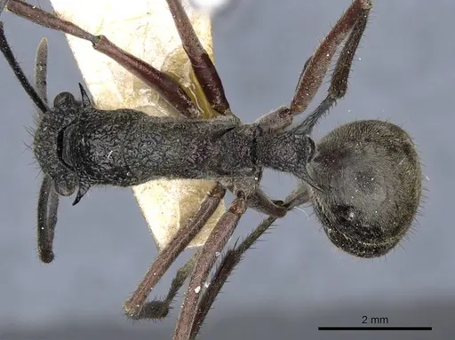 Polyrhachis bubastes specimen CASENT0905596 image casent0905596_1