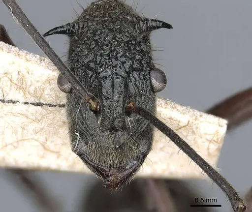 Polyrhachis bubastes specimen CASENT0905596 image casent0905596_2