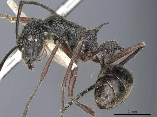 Polyrhachis bubastes specimen CASENT0905596 image casent0905596_3