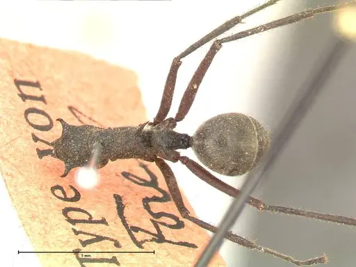 Polyrhachis bubastes specimen FOCOL0578 image focol0578_1