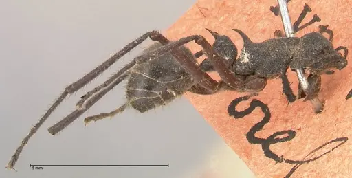 Polyrhachis bubastes specimen FOCOL0578 image focol0578_2