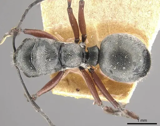 Polyrhachis bugnioni specimen CASENT0910965 image casent0910965_1