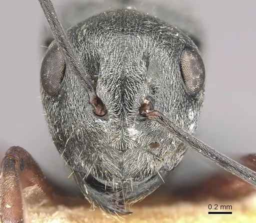 Polyrhachis bugnioni specimen CASENT0910965 image casent0910965_2