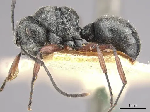 Polyrhachis bugnioni specimen CASENT0910965 image casent0910965_3