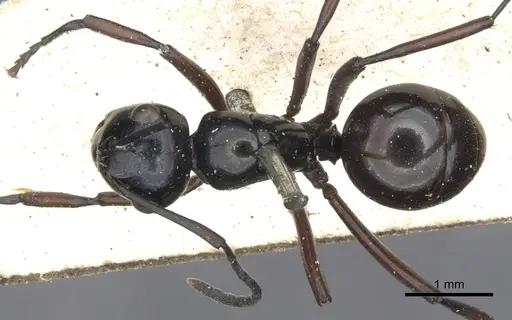 Polyrhachis burmanensis specimen CASENT0903409 image casent0903409_1