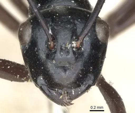 Polyrhachis burmanensis specimen CASENT0903409 image casent0903409_2