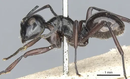 Polyrhachis burmanensis specimen CASENT0903409 image casent0903409_3