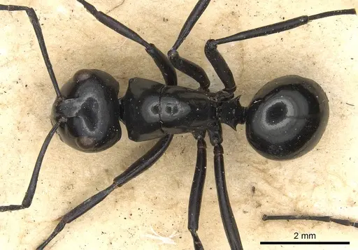 Polyrhachis busiris specimen CASENT0901940 image casent0901940_1
