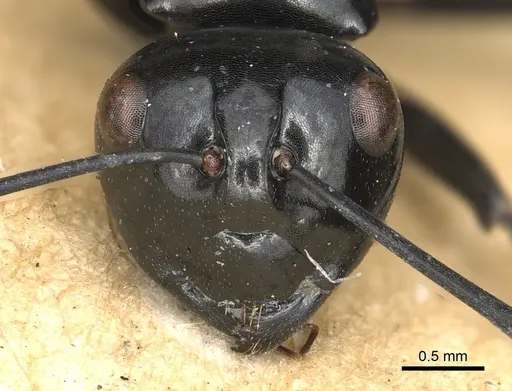 Polyrhachis busiris specimen CASENT0901940 image casent0901940_2