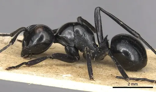 Polyrhachis busiris specimen CASENT0901940 image casent0901940_3