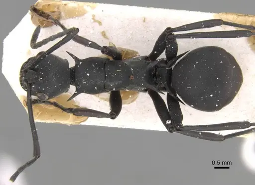 Polyrhachis caeciliae specimen CASENT0906774 image casent0906774_1