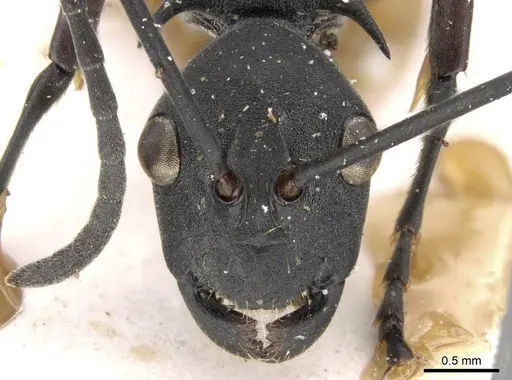 Polyrhachis caeciliae specimen CASENT0906774 image casent0906774_2