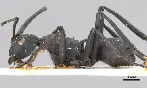 Polyrhachis caeciliae specimen CASENT0906774 image casent0906774_3