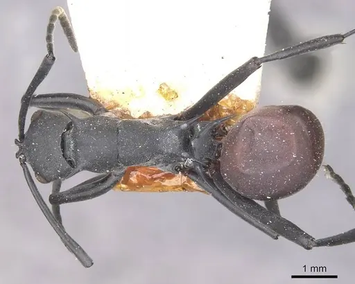 Polyrhachis caeciliae specimen CASENT0910882 image casent0910882_1