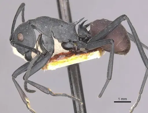Polyrhachis caeciliae specimen CASENT0910882 image casent0910882_3