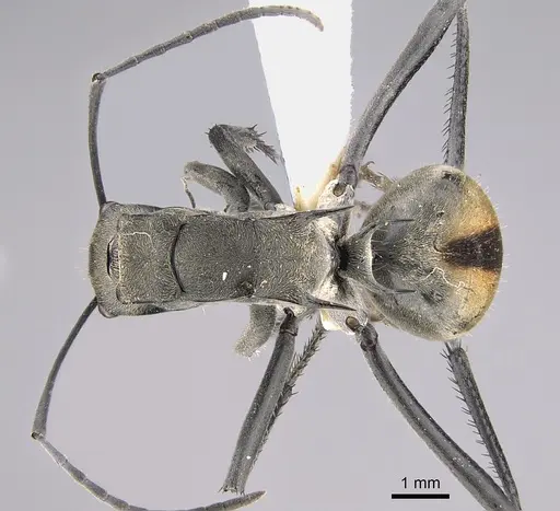 Polyrhachis callima specimen CASENT0887784 image casent0887784_1