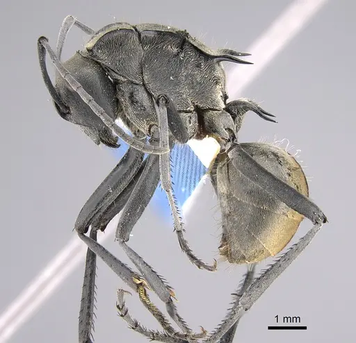 Polyrhachis callima specimen CASENT0887784 image casent0887784_3