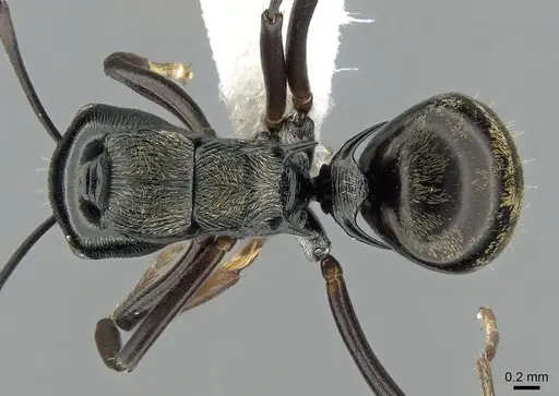 Polyrhachis calliope specimen CASENT0281368 image casent0281368_1