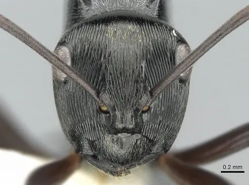 Polyrhachis calliope specimen CASENT0281368 image casent0281368_2