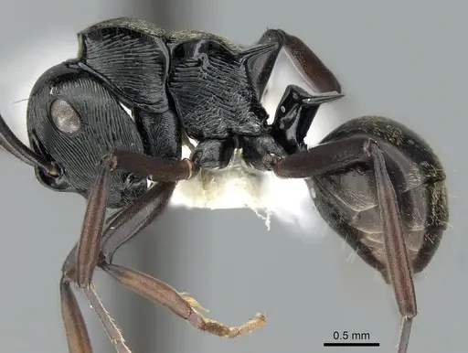 Polyrhachis calliope specimen CASENT0281368 image casent0281368_3