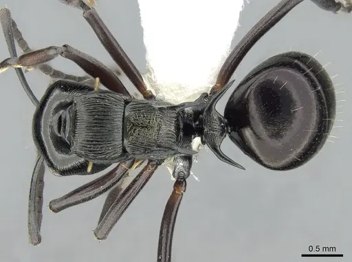 Polyrhachis calliope specimen CASENT0281369 image casent0281369_1