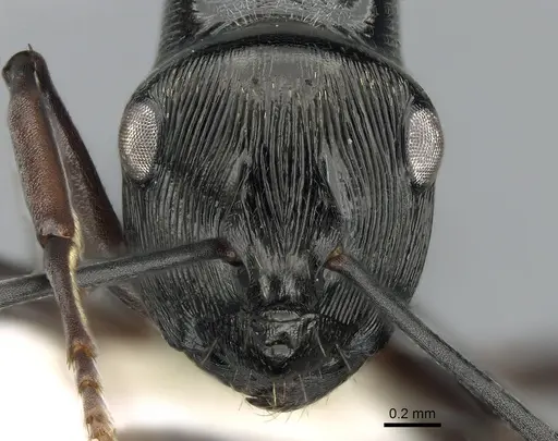 Polyrhachis calliope specimen CASENT0281369 image casent0281369_2