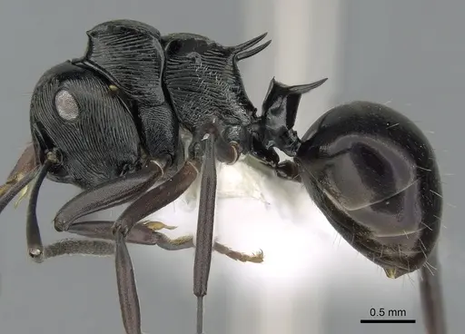 Polyrhachis calliope specimen CASENT0281369 image casent0281369_3