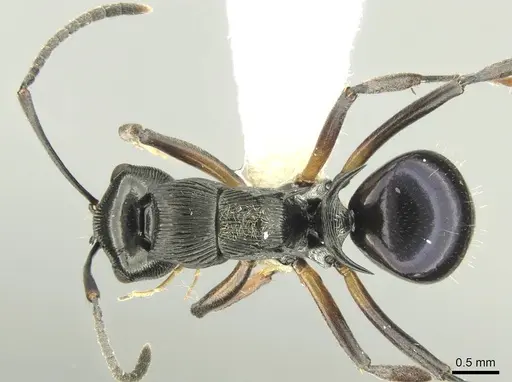 Polyrhachis calliope specimen CASENT0906734 image casent0906734_1