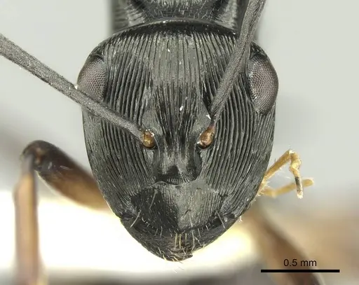 Polyrhachis calliope specimen CASENT0906734 image casent0906734_2