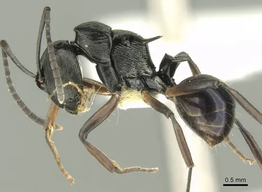 Polyrhachis calliope specimen CASENT0906734 image casent0906734_3