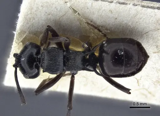 Polyrhachis calliope specimen CASENT0916635 image casent0916635_1