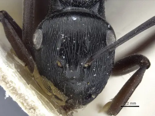 Polyrhachis calliope specimen CASENT0916635 image casent0916635_2