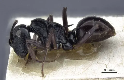 Polyrhachis calliope specimen CASENT0916635 image casent0916635_3