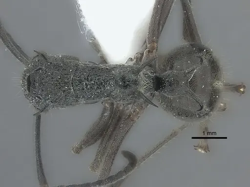 Polyrhachis calypso specimen CASENT0217752 image casent0217752_1