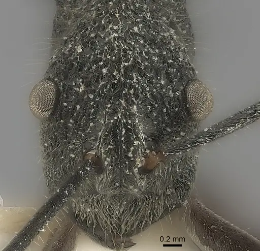 Polyrhachis calypso specimen CASENT0217752 image casent0217752_2