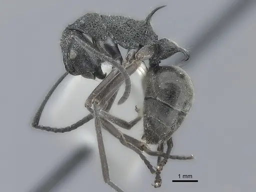 Polyrhachis calypso specimen CASENT0217752 image casent0217752_3
