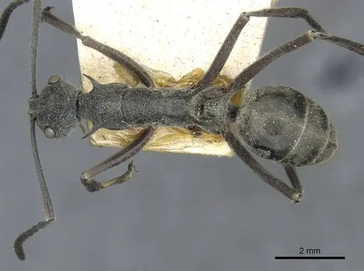 Polyrhachis calypso specimen CASENT0910856 image casent0910856_1