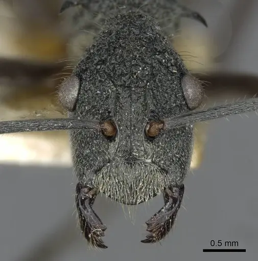 Polyrhachis calypso specimen CASENT0910856 image casent0910856_2