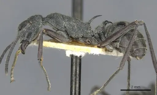Polyrhachis calypso specimen CASENT0910856 image casent0910856_3