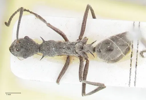 Polyrhachis calypso specimen FOCOL2661 image focol2661_1