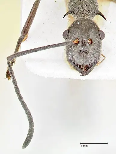 Polyrhachis calypso specimen FOCOL2661 image focol2661_2