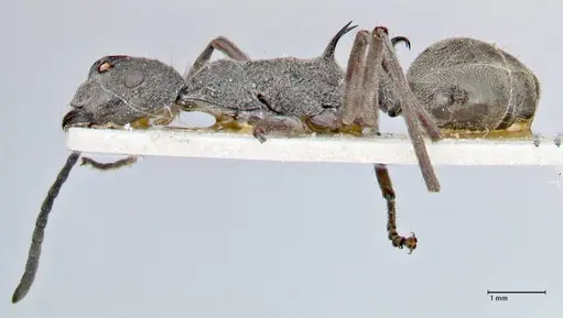 Polyrhachis calypso specimen FOCOL2661 image focol2661_3